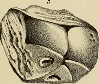 An illustration from A popular treatise on gems, in reference to their scientific value; a guide for the teacher of natural sciences, the jeweller, and amateur: together with a description of the elements of mineralogy, and all ornamental and architectural materials .. (1859)