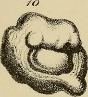 An illustration from A popular treatise on gems, in reference to their scientific value; a guide for the teacher of natural sciences, the jeweller, and amateur: together with a description of the elements of mineralogy, and all ornamental and architectural materials .. (1859)