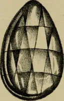 An illustration from A popular treatise on gems, in reference to their scientific value; a guide for the teacher of natural sciences, the jeweller, and amateur: together with a description of the elements of mineralogy, and all ornamental and architectural materials .. (1859)