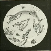 An illustration from The pottery and porcelain of the United States; an historical review of American ceramic art from the earliest times to the present day (1893)