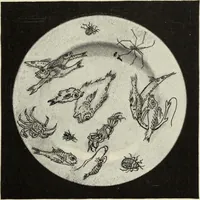 An illustration from Pottery and porcelain of the United States : an historical review of American ceramic art from the earliest times to the present day (1893)