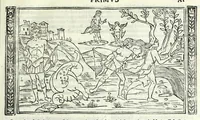 Picture 3 of 33 from P. Ouidii Metamorphosis : cum luculentissimis Raphaelis Regij enarrationibus : quibus cũ alia q̃da[m] ascripta sunt : q̃ in exemplarib[us] antea impressis nom inueniuntur : tum eorum apologia : q̃ fuerant a quibusdam reprehensa (1517), leaf 41