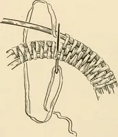 An illustration from Practical and artistic basketry (1904)