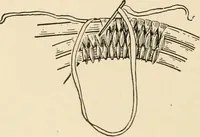 An illustration from Practical and artistic basketry (1904)