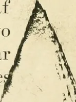 An illustration from Practical and artistic basketry (1904)
