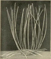An illustration from Practical and artistic basketry (1904)