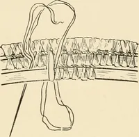 An illustration from Practical and artistic basketry (1904)