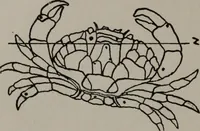 Picture 10 of 101 from Practical astrology : a simple method of casting horoscopes : and language of the stars easily comprehended (1901), leaf 43