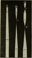 Picture 38 of 68 from The practical astronomer : comprising illustrations of light and colours, practical descriptions of all kinds of telescopes, the use of the equatorial-transit, circular, and other astronomical instruments, a particular account of the Earl of Rosse's large telescopes, and other topics connected with astronomy (1845), leaf 256