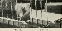 Picture 23 of 61 from Practical bookbinding : a text-book intended for those who take up the art of bookbinding, and designed to give sufficient help to enable handy persons to bind their books and periodicals (1908), leaf 49