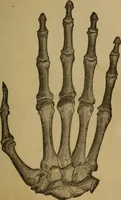 An illustration from Practical cheirosophy, a synoptical study of the science of the hand (1887)