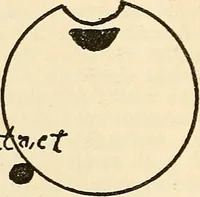 An illustration from Practical lessons on the lever escapement, its tests, errors, their detection and correction (1916)