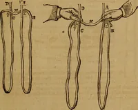 An illustration from The practical magician and ventriloquist's guide : a practical manual of fireside magic and conjuring illusions : containing also complete instructions for acquiring & practising the art of ventriloquism (1876)