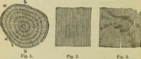 An illustration from A practical manual of house-painting, graining, marbling and sign-writing : containing full information on the processes of house-painting in oil and distemper, the formation of letters and practice of sign-writing, the principles of decorative art, a course of elementary drawing for house-painters, writers, etc., and a collection of useful receipts ; with nine coloured illustrations of woods and marbles, and numerous wood engravings (1888)