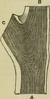 An illustration from A practical manual of house-painting, graining, marbling and sign-writing : containing full information on the processes of house-painting in oil and distemper, the formation of letters and practice of sign-writing, the principles of decorative art, a course of elementary drawing for house-painters, writers, etc., and a collection of useful receipts ; with nine coloured illustrations of woods and marbles, and numerous wood engravings (1888)