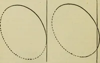 An illustration from A practical manual of house-painting, graining, marbling and sign-writing : containing full information on the processes of house-painting in oil and distemper, the formation of letters and practice of sign-writing, the principles of decorative art, a course of elementary drawing for house-painters, writers, etc., and a collection of useful receipts ; with nine coloured illustrations of woods and marbles, and numerous wood engravings (1888)