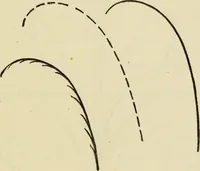 An illustration from A practical manual of house-painting, graining, marbling and sign-writing : containing full information on the processes of house-painting in oil and distemper, the formation of letters and practice of sign-writing, the principles of decorative art, a course of elementary drawing for house-painters, writers, etc., and a collection of useful receipts ; with nine coloured illustrations of woods and marbles, and numerous wood engravings (1888)
