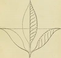 An illustration from A practical manual of house-painting, graining, marbling and sign-writing : containing full information on the processes of house-painting in oil and distemper, the formation of letters and practice of sign-writing, the principles of decorative art, a course of elementary drawing for house-painters, writers, etc., and a collection of useful receipts ; with nine coloured illustrations of woods and marbles, and numerous wood engravings (1888)