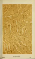 An illustration from A practical manual of house-painting, graining, marbling and sign-writing : containing full information on the processes of house-painting in oil and distemper, the formation of letters and practice of sign-writing, the principles of decorative art, a course of elementary drawing for house-painters, writers, etc., and a collection of useful receipts ; with nine coloured illustrations of woods and marbles, and numerous wood engravings (1888)