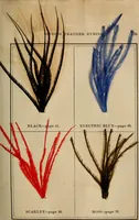 Picture 12 of 15 from The practical ostrich feather dyer (1888), leaf 110