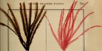 An illustration from The practical ostrich feather dyer (1888)