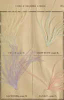 Picture 4 of 15 from The practical ostrich feather dyer (1888), leaf 50