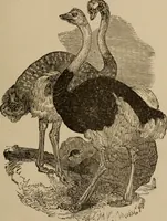An illustration from The practical ostrich feather dyer (1888)