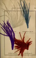 Picture 8 of 15 from The practical ostrich feather dyer (1888), leaf 78