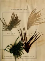 Picture 9 of 15 from The practical ostrich feather dyer (1888), leaf 86
