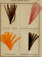 Picture 14 of 15 from The practical ostrich feather dyer (1888), leaf 114