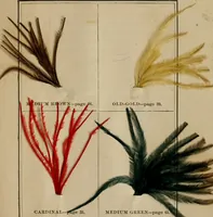 An illustration from The practical ostrich feather dyer (1888)