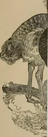 An illustration from The practical ostrich feather dyer (1888)