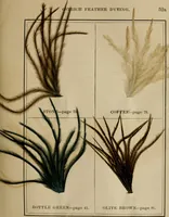 An illustration from The practical ostrich feather dyer (1888)