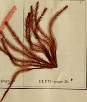 An illustration from The practical ostrich feather dyer (1888)
