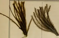 An illustration from The practical ostrich feather dyer (1888)
