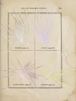An illustration from The practical ostrich feather dyer (1888)