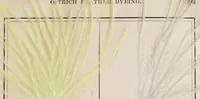 An illustration from The practical ostrich feather dyer (1888)