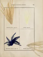 Picture 6 of 7 from The practical ostrich feather dyer (1888), leaf 61
