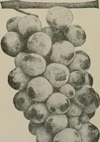 An illustration from Practical phrases of show card writing; a complete manual of the best and latest methods of brush and pen lettering with comprehensive color notes embracing all the most appropriate alphabets, abundantly and accurately illustrated with full description of all the materials necessary (1922)