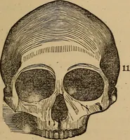 An illustration from The practical phrenologist and recorder and delineator of the character and talents of [blank], as marked by [blank] : a compendium of phreno-organic science (1869)