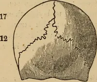 An illustration from The practical phrenologist and recorder and delineator of the character and talents of [blank], as marked by [blank] : a compendium of phreno-organic science (1869)