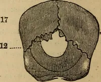 An illustration from The practical phrenologist and recorder and delineator of the character and talents of [blank], as marked by [blank] : a compendium of phreno-organic science (1869)