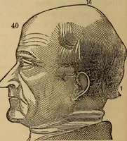 An illustration from The practical phrenologist and recorder and delineator of the character and talents of [blank], as marked by [blank] : a compendium of phreno-organic science (1869)