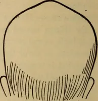 An illustration from The practical phrenologist and recorder and delineator of the character and talents of [blank], as marked by [blank] : a compendium of phreno-organic science (1869)