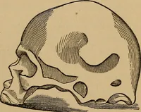 An illustration from The practical phrenologist and recorder and delineator of the character and talents of [blank], as marked by [blank] : a compendium of phreno-organic science (1869)