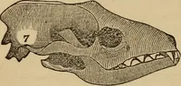 An illustration from The practical phrenologist and recorder and delineator of the character and talents of [blank], as marked by [blank] : a compendium of phreno-organic science (1869)