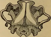 An illustration from The practical phrenologist and recorder and delineator of the character and talents of [blank], as marked by [blank] : a compendium of phreno-organic science (1869)