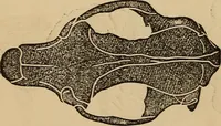 An illustration from The practical phrenologist and recorder and delineator of the character and talents of [blank], as marked by [blank] : a compendium of phreno-organic science (1869)