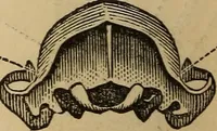 An illustration from The practical phrenologist and recorder and delineator of the character and talents of [blank], as marked by [blank] : a compendium of phreno-organic science (1869)