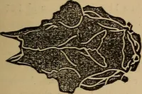 An illustration from The practical phrenologist and recorder and delineator of the character and talents of [blank], as marked by [blank] : a compendium of phreno-organic science (1869)